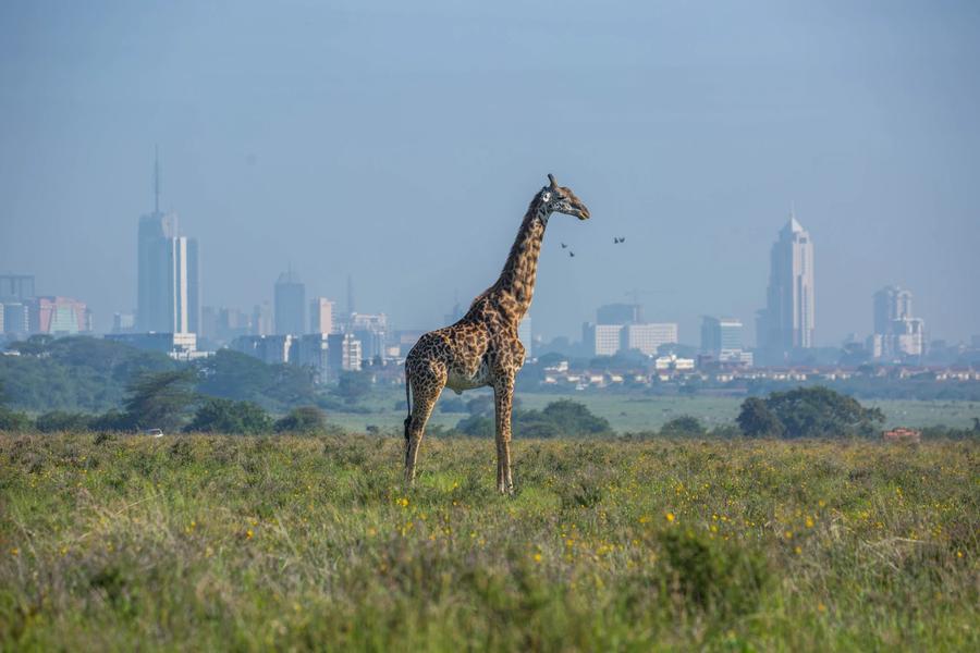 From the bustling capital of Nairobi to charming wildlife gateway towns, get ready to explore Kenya’s cities and nearby wonders
